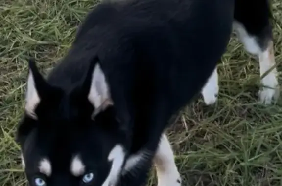 Lost Husky: Blue-Eyed on Hollister St.