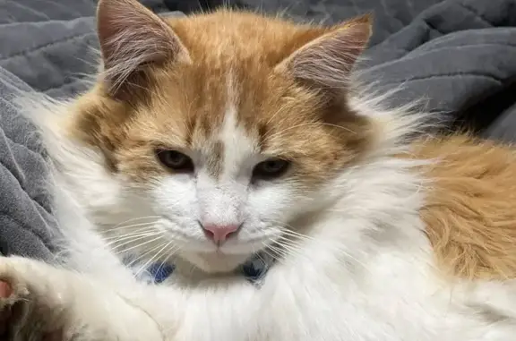 Lost: Vocal Orange-White Cat, Oak Mtn Rd