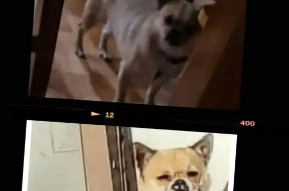 Help Find Milo: Lost Tan Chihuahua-Pug Mix