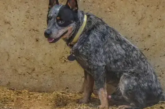 Lost Blue Heeler: White Collar, Mooresville
