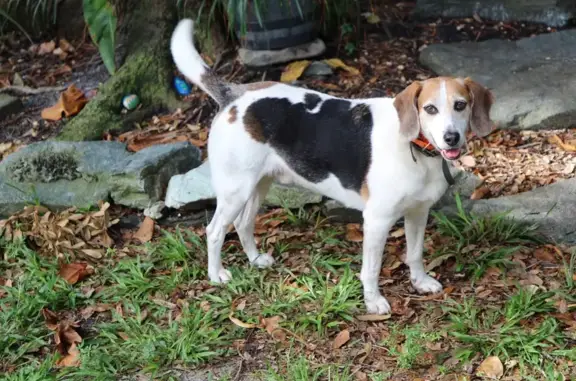 Lost Walker Coonhound: Bentley, 10, Skittish