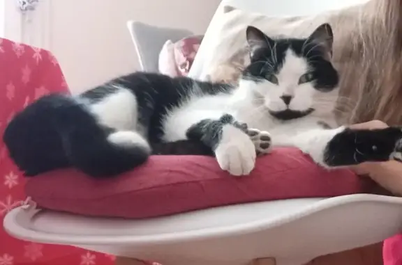 Animaux perdus Bourges, photo: Chat perdu noir et blanc, craintif, Bourges