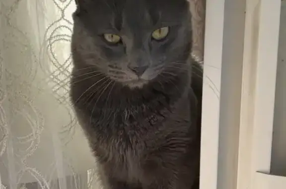 Missing cat Chelsea, photo: Lost Cat Aiko: Grey Stripes, Green Eyes