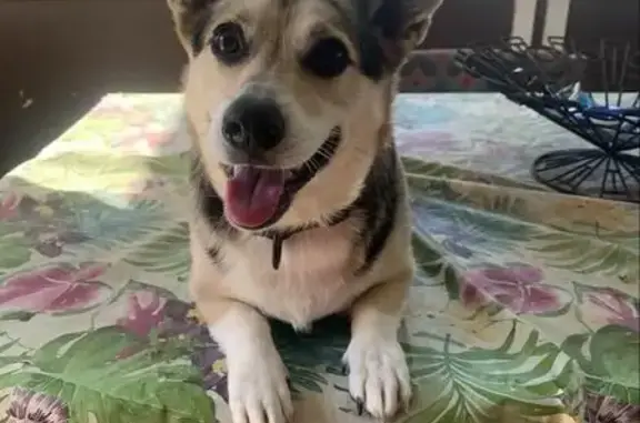 Lost and found pets Indianapolis, photo: Lost Corgi: Tan & White, North Olney St