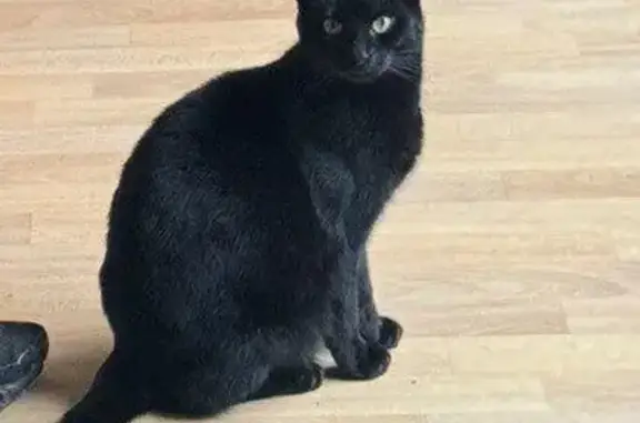 Chatte noire perdue à Montigny-le-Bretonneux - photo