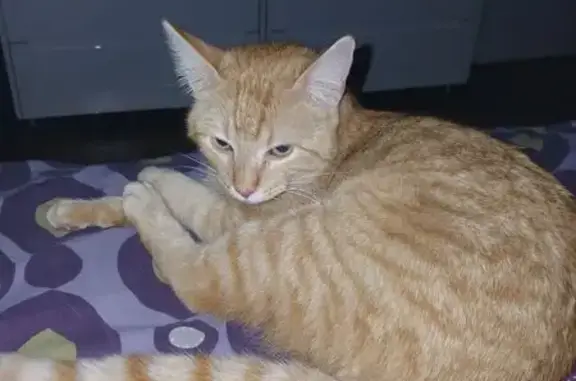 Animaux trouvés Saint-Brice, photo: Simba rentré, merci Place des Mullons