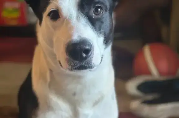 Missing dog San Francisco, photo: Lost Pitbull Mix: Western Addition Area