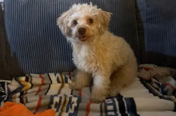 Found dog Anaheim, photo: Found: Sweet White Dog on Magnolia Ave
