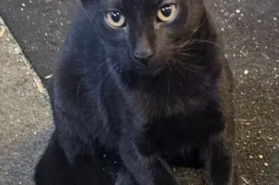 Lost 15-Week Black Kitten in Miller Area