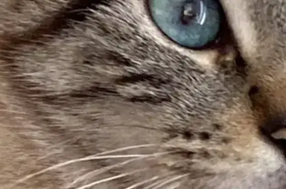 Animaux perdus , photo: Chatte perdue : Neige, beige rayée, yeux bleus