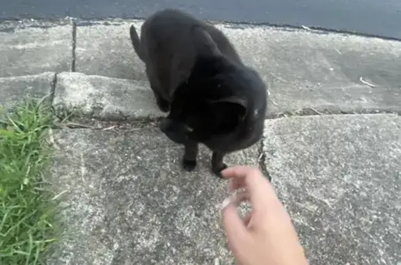 Lost and found pets Australia, photo: Found: Friendly Black Cat on Kennington Ave