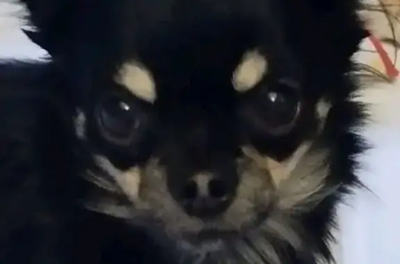 Chien perdu Reims, photo : Chihuahua noir perdu à Reims
