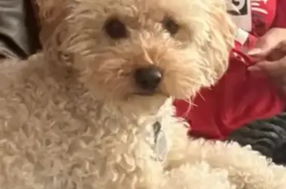 Lost Mini Poodle on Hearthwick Rd, Tomball - photo