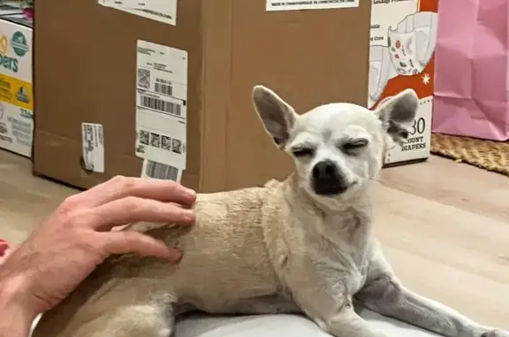 Missing dog Statesboro, photo: Lost Senior Dog: Blonde & Skittish in Statesboro