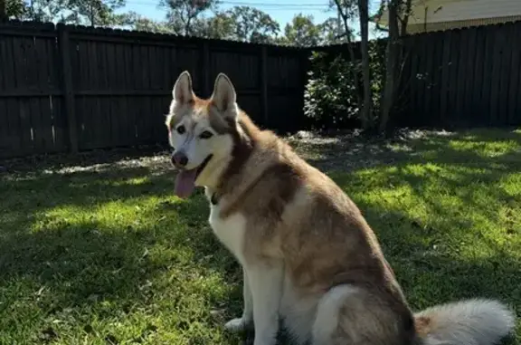 Lost Siberian Husky in Wiggins, MS
