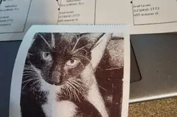 Missing cat Cape Girardeau, photo: Lost Cat: Black & White on Mason St.