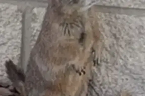 Lost dog, Winter Garden