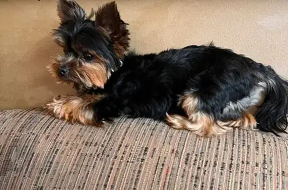 Lost Toy Yorkie Benji in West Philly