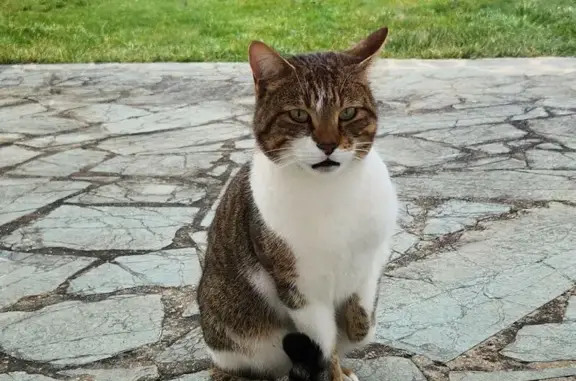 Chat trouvé Us, photo: Chatte trouvée tigrée sociable à Us