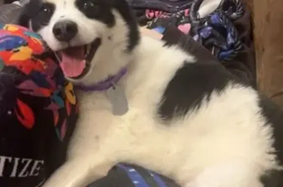 Lost Husky Mix: Ryley in Blue PJs! - photo