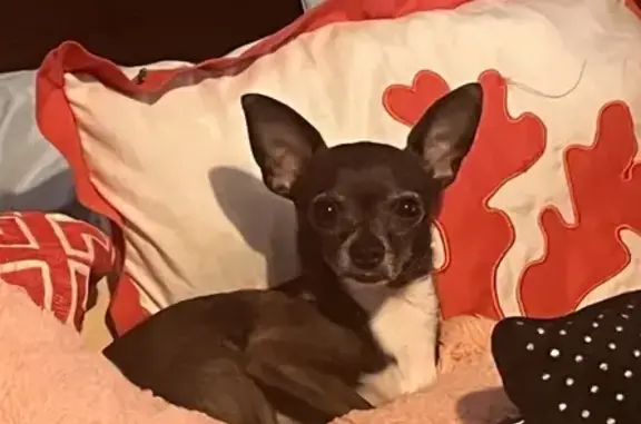 Lost: Tuxedo Chihuahua, Melbourne Area