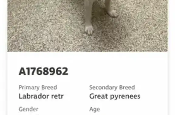 Found dog Colorado Springs, photo: Found: Friendly White Dog in Colorado Springs