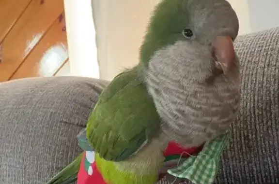 Lost and found pets , photo: Lost Green Quaker Parrot in Brooklyn