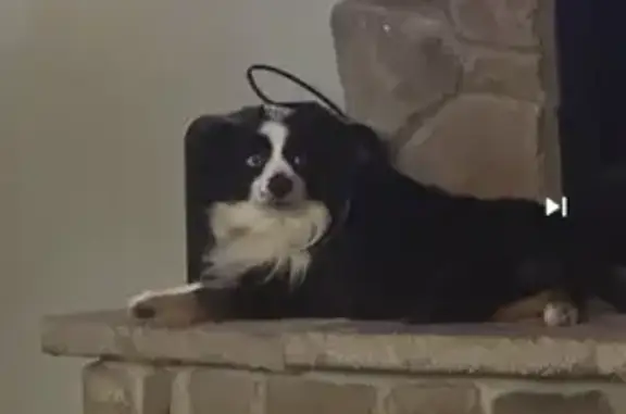 Missing dog Maryland City, photo: Lost Mini Aussie: Bear, Blue-Eyed Beauty