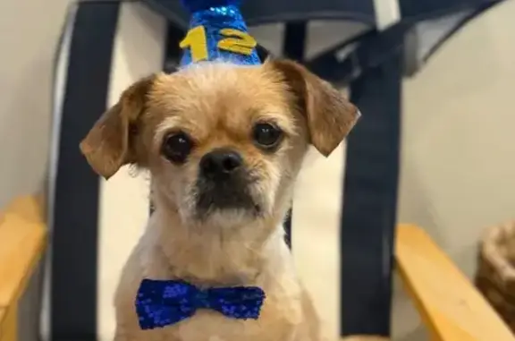 Missing dog Las Vegas, photo: Lost: 12-Year-Old Pekingese Mix in Vegas
