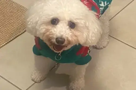 Lost Skittish Poodle Mix on Westlake Dr