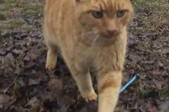 Found cat Nashville, photo: Friendly Orange Cat Found in Nashville