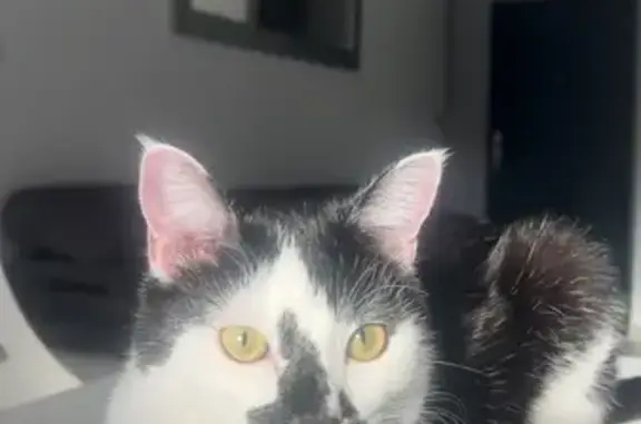 Animaux perdus Andrézieux-Bouthéon, photo: Chat perdu : Muezza, tache museau, collier rouge
