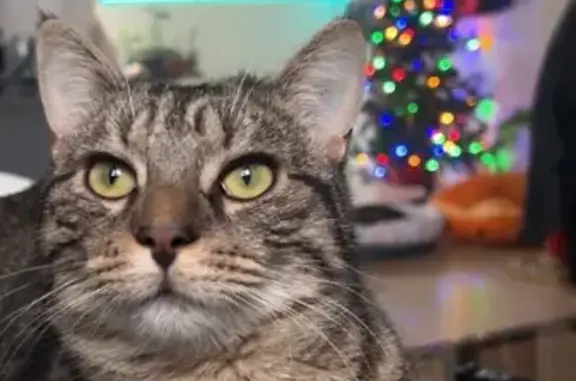 Chat européen tigré perdu à Ormesson - photo