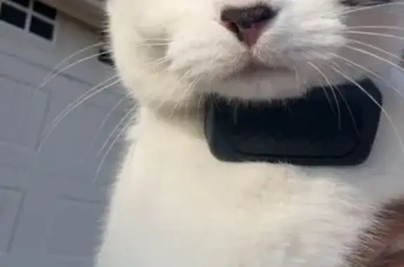 Lost Tuxedo Cat Maverick in Southaven - photo