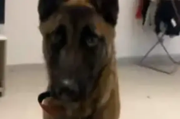 Chien perdu Perpignan, photo : Jeune malinois perdu, collier rouge