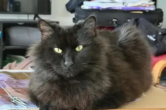 Lost Black Cat: Moscow Mills, MO