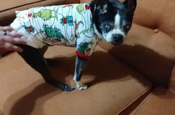 Deaf & Blind Boston Terrier Lost on Mitchell Rd