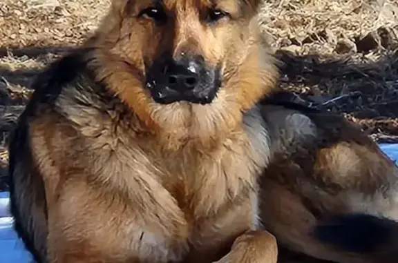 Lost: Friendly Black & Tan Shepherd, AZ - photo