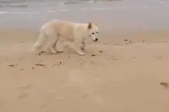 Help Find Nella: Swiss Shepherd Lost