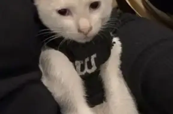 Anuncios de mascotas perdidas y encontradas, San Nicolas de los Garza, foto: Gatito Blanco Perdido en San Nicolás