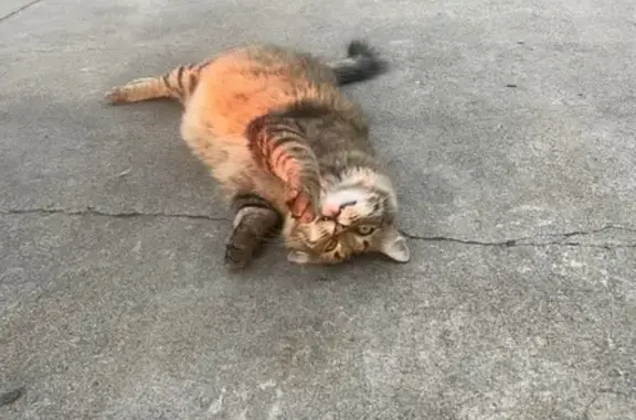 Missing cat Hayward, photo: Help Find Mochi: Lost Cat in Hayward