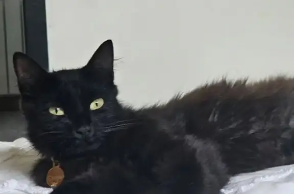 Chatte noire Guapa perdue, barbichette blanche - photo