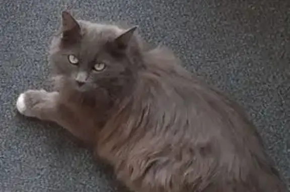 Animaux perdus , photo: Chat perdu gris et blanc à La Séauve