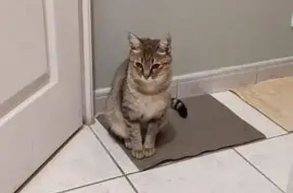 Animaux perdus Trélazé, photo: Chatte perdue Tigré, curieuse à Trélazé