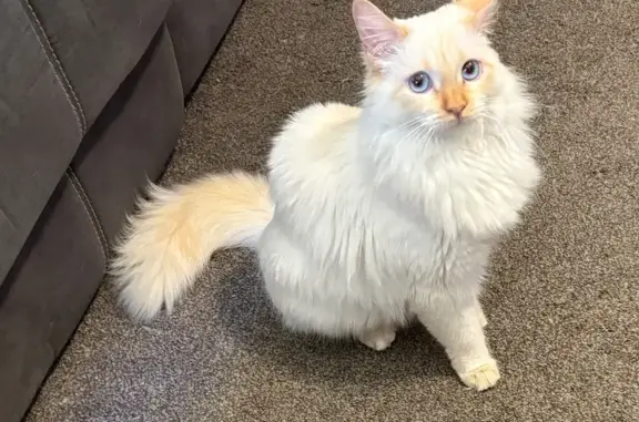 Lost: Friendly White Cat with Blue Eyes