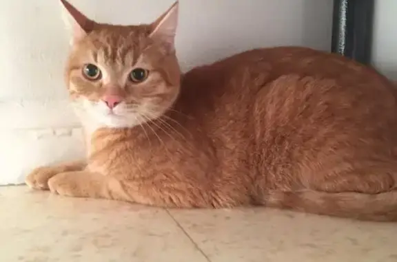 Chat roux perdu, yeux bicolores, Dugny - photo