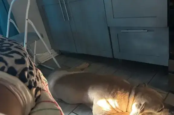 Lost Dog on South Normal Ave, Chicago