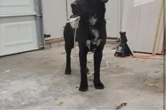 Lost Dog Found in Kingston Springs, TN