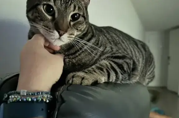 Lost Tiger-Striped Cat in Plantation