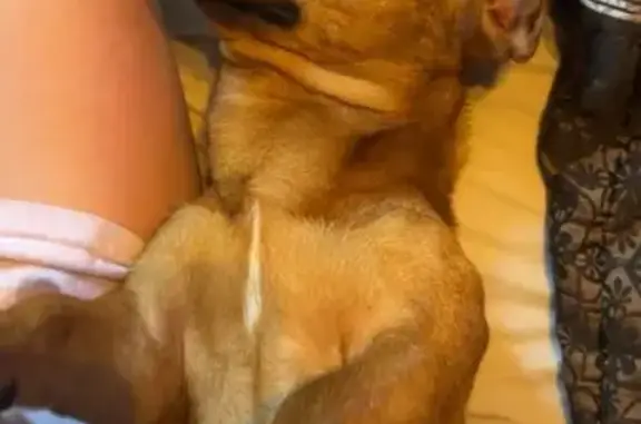 Lost Red Dachshund Corgi Mix on Coffee St